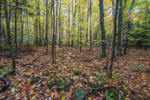 Lautenbach Woods - Nature Preserve