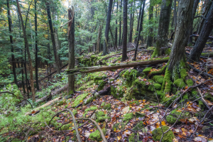 Lautenbach Woods - Nature Preserve