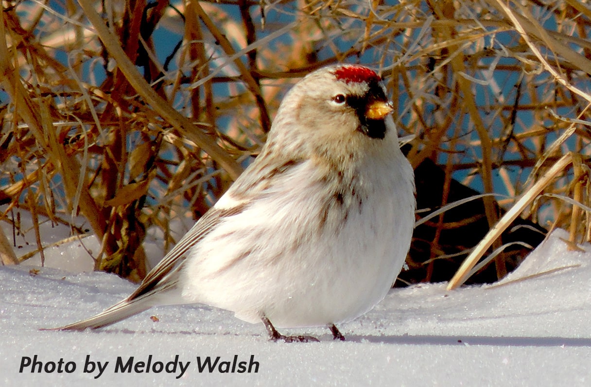 News 4 at 4 - Cardinals Care Winter Warmup