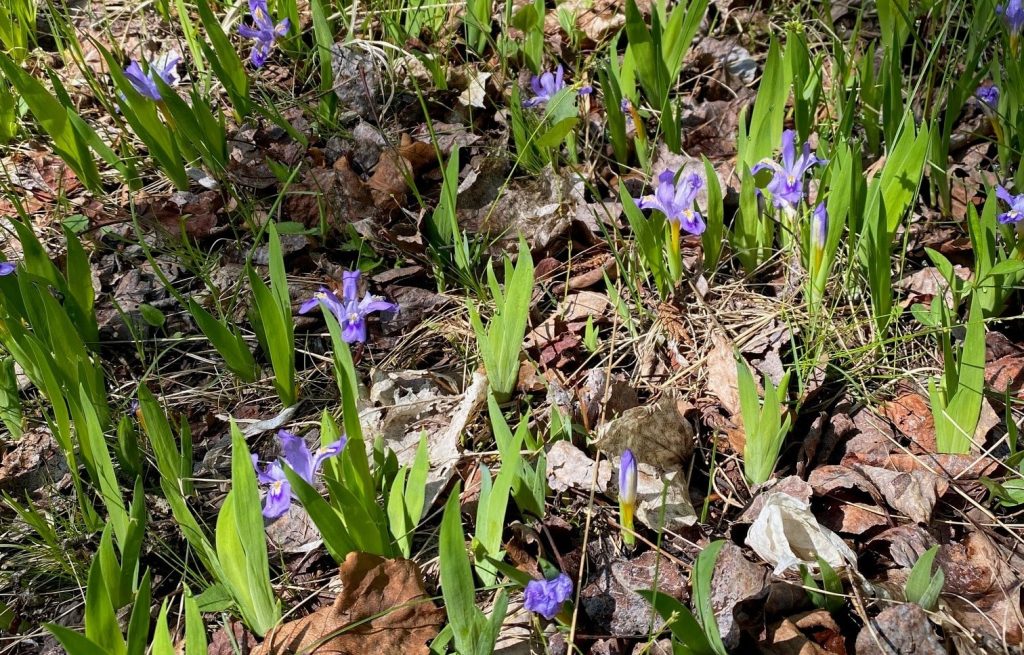 Dwarf lake iris