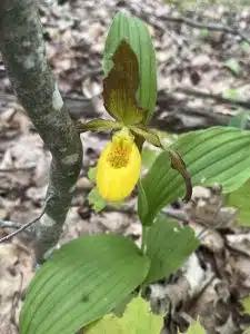 a native orchid, the yellow lady slipper